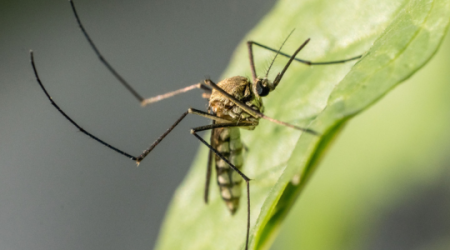 Immagine decorativa: Circolazione delle arbovirosi in Italia: il Piano nazionale di prevenzione