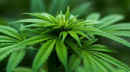 Immagine decorativa: Uso medico della cannabis e dei cannabinoidi: domande e risposte utili per medici e pazienti