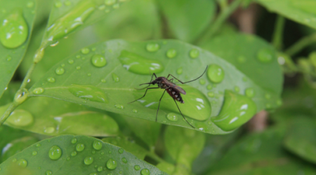 Immagine decorativa: West Nile, Chikungunya e Dengue: contenuti aggiornati e approfondimenti evidence-based in ClinicalKey e UpToDate